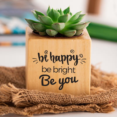 Be Happy Be Bright Arkadaşa Hediye Sukulent Naturacube